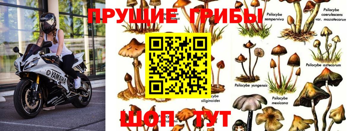 Галлюциногенные грибы Cubensis  Вход с VPN  Гусев 